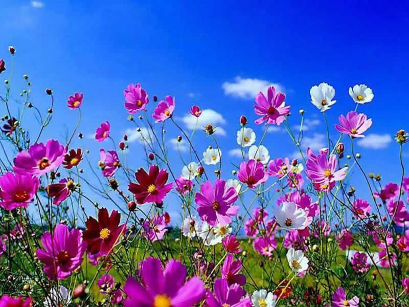 Floriterapia